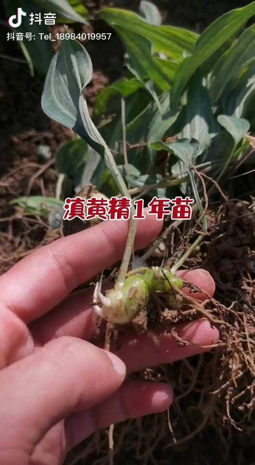 黄精种苗多少钱一棵?2026年最新价格与种植技术全解析 黄精种植的亩产与收益分析