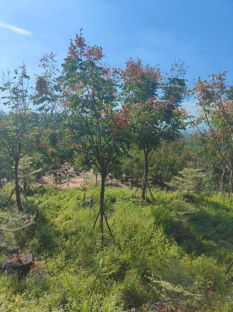 哪里的栾树好?权威苗木产地指南(树形·规格·移栽·支撑) 全冠移栽成活技术详解