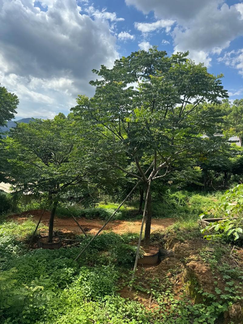 哪里的栾树好?权威苗木产地指南(树形·规格·移栽·支撑) 支撑固定系统方案