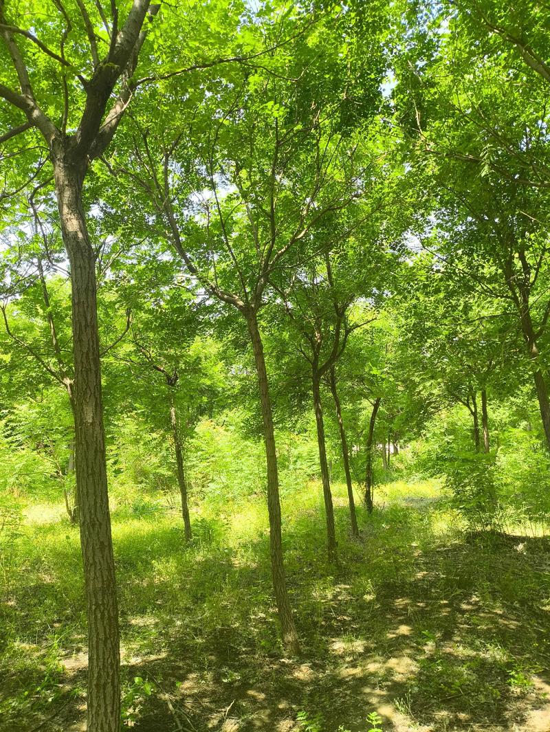 哪里的栾树好?权威苗木产地指南(树形·规格·移栽·支撑) 常见问题(FAQ)