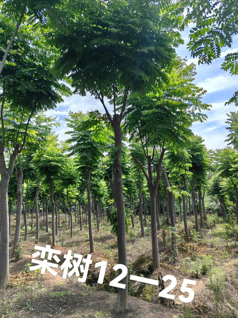 哪里的栾树好?权威苗木产地指南(树形·规格·移栽·支撑) 常见采购与种植错误