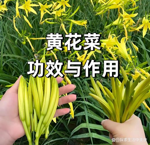 黄花菜新鲜采摘后怎么吃?园艺安全处理与美味做法全攻略 四、附赠园艺小贴士