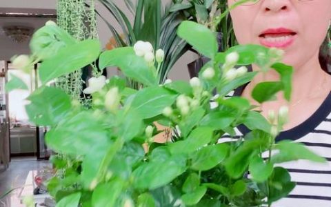 茉莉花夏天能剪枝吗？夏季修剪与养护全攻略