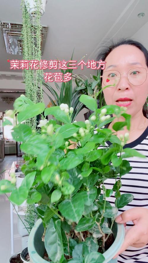 茉莉花夏天能剪枝吗?夏季修剪与养护全攻略 茉莉花夏天能剪枝吗?夏季修剪与养护全攻略