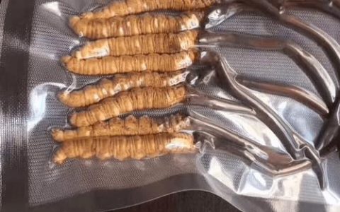 一般冬虫夏草多少钱一根？规格·产地·季节全面解析