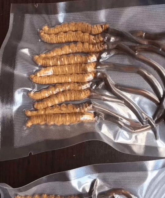 一般冬虫夏草多少钱一根？规格·产地·季节全面解析