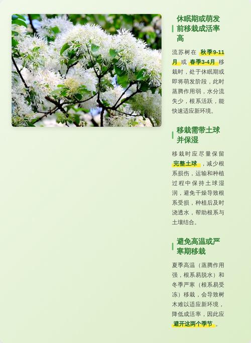 樱桃树什么时候移栽好?最佳时间与7步提高成活率全指南 七、成活注意事项:栽后第一年是关键