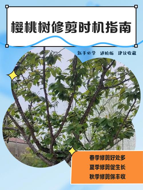 樱桃树什么时候移栽好?最佳时间与7步提高成活率全指南 六、缓苗管理:前7天遮阳,10天内不施肥