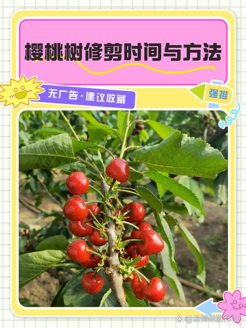 樱桃树什么时候移栽好?最佳时间与7步提高成活率全指南 总结与验证