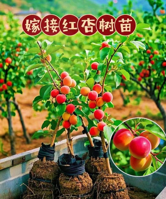 杏树什么时候嫁接？掌握最佳时间与核心技术，成活率提升80%
