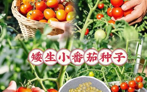 圣女果种子哪里买？资深采购专家教你四步鉴别法，避开虚假渠道
