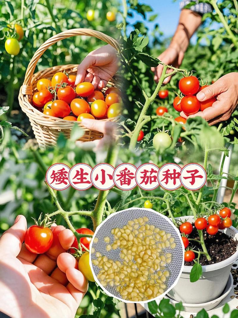 圣女果种子哪里买？资深采购专家教你四步鉴别法，避开虚假渠道