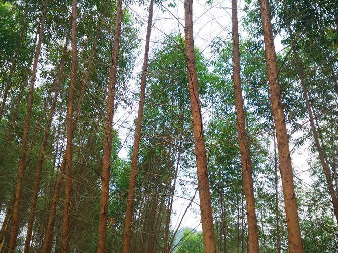 一百亩桉树能卖多少钱?2025年价格参考与影响因素分析 二、产地因素