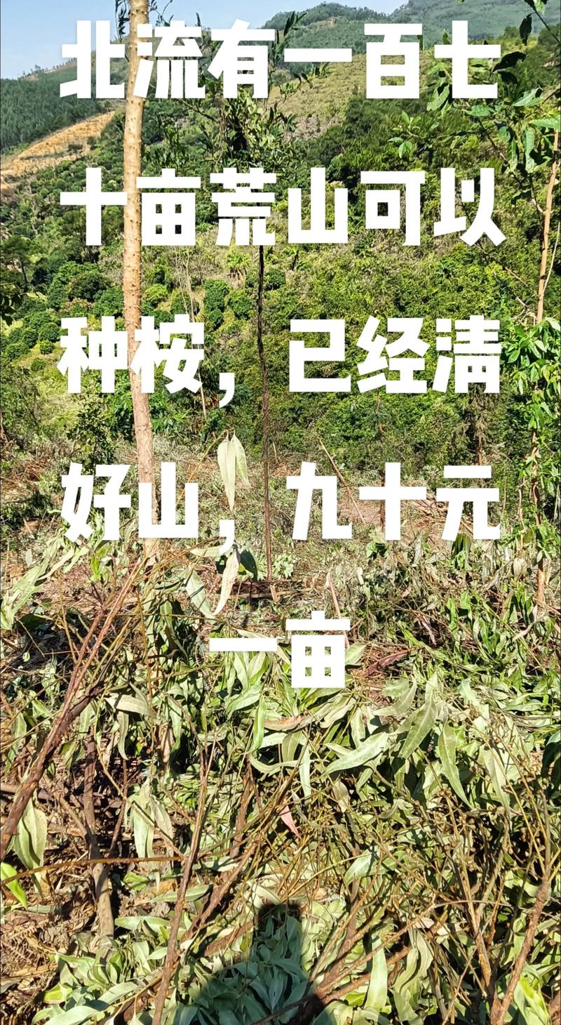 一百亩桉树能卖多少钱?2025年价格参考与影响因素分析 价格参考表格(100亩桉树综合示例)