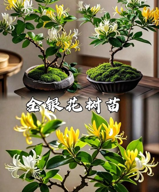 金银花苗花多少钱一株？2025年最新价格参考与选购指南