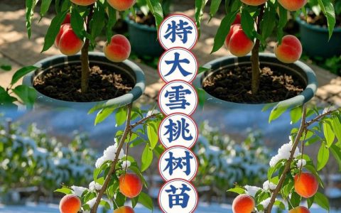 桃树不同品种耐寒性差异大吗？北方庭院种植品种选择指南