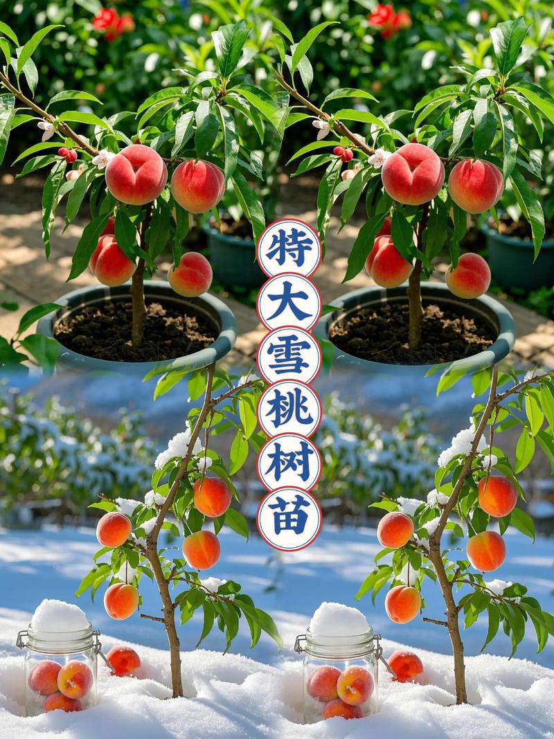 桃树不同品种耐寒性差异大吗?北方庭院种植品种选择指南 品种耐寒性对比分析