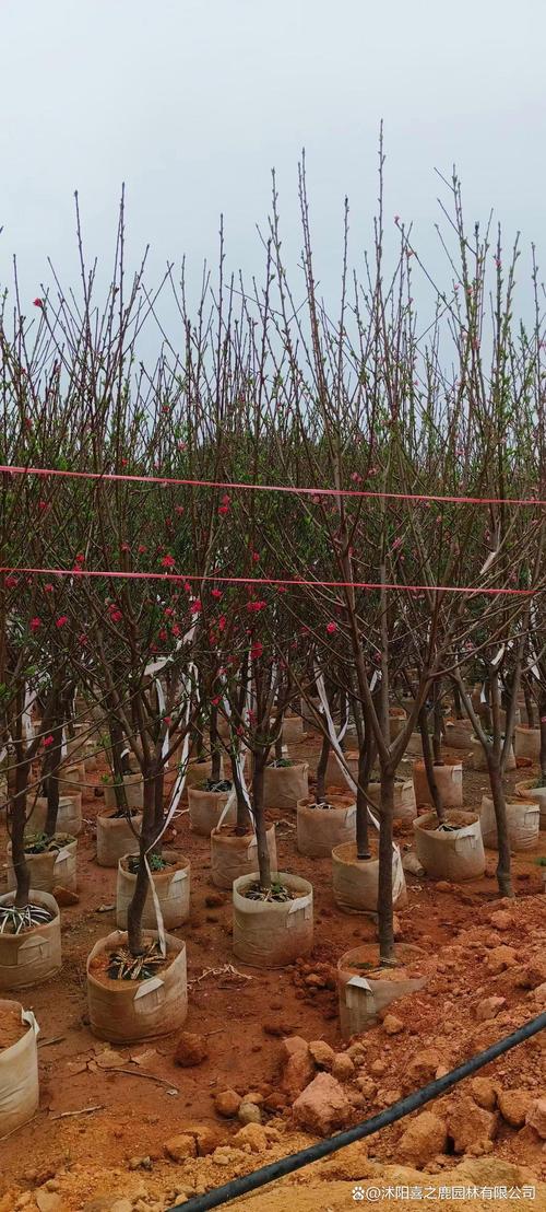 桃树不同品种耐寒性差异大吗?北方庭院种植品种选择指南 FAQ