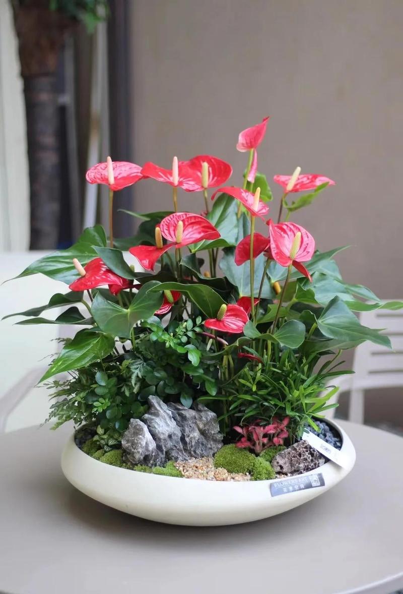 家里适合养红掌花吗?——从光照、浇水到土壤的全面养护指南 三、常见问题与应对