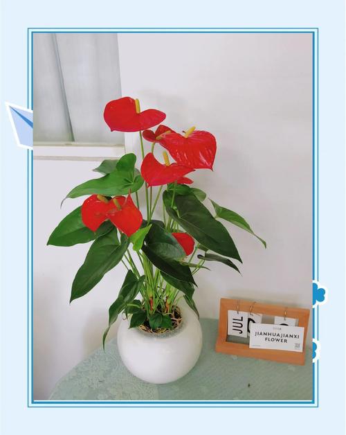 家里适合养红掌花吗?——从光照、浇水到土壤的全面养护指南 五、观赏价值与文化寓意