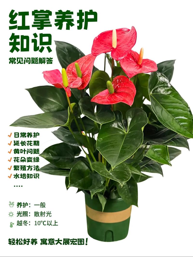 家里适合养红掌花吗?——从光照、浇水到土壤的全面养护指南 四、注意事项与安全提示