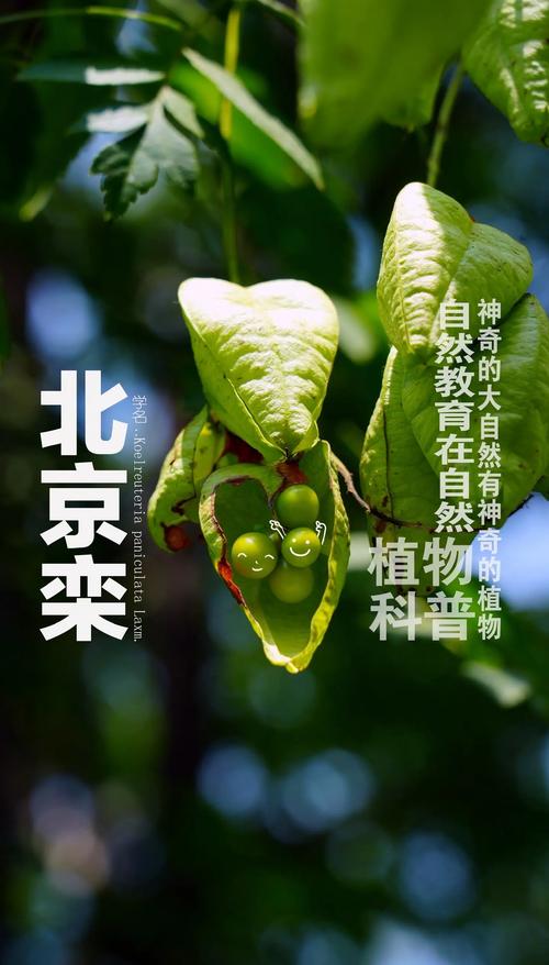 栾树价格全解析:规格、产地、季节与移栽成本指南 产地因素:区域苗木供应差异