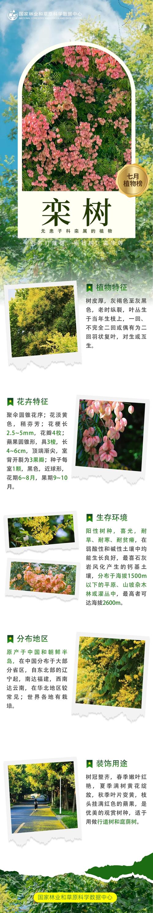 栾树价格全解析:规格、产地、季节与移栽成本指南 规格因素:胸径与冠幅决定核心价格