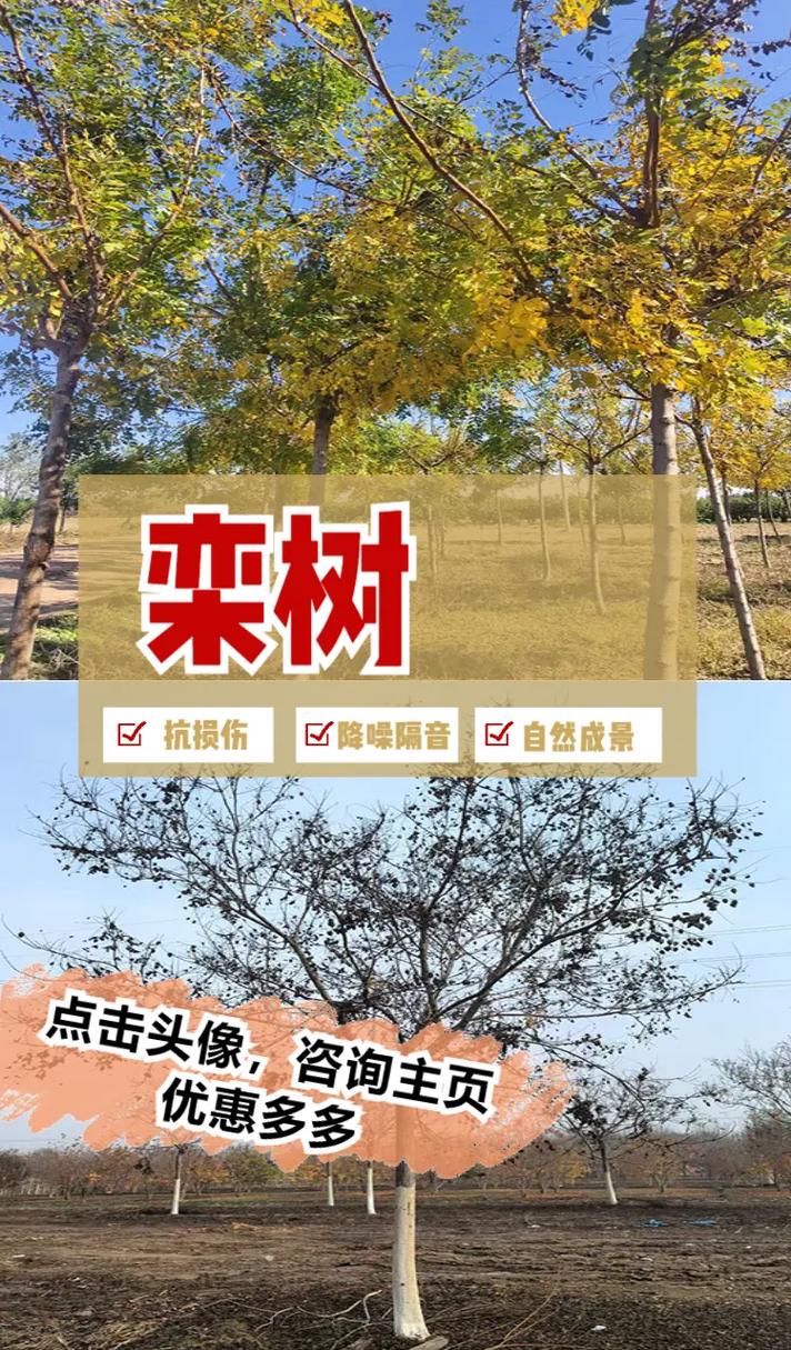 栾树价格全解析:规格、产地、季节与移栽成本指南 运输因素:物流成本与包装方式