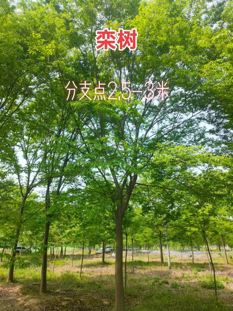 栾树价格全解析:规格、产地、季节与移栽成本指南 五大因素价格汇总表
