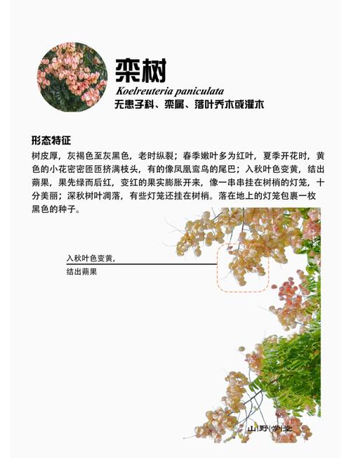 栾树价格全解析:规格、产地、季节与移栽成本指南 询价指南