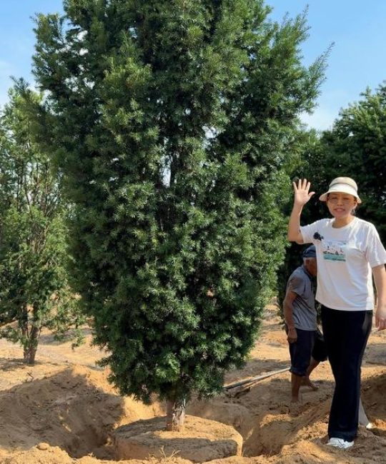 红豆杉造型树：庭院风水与药用兼具的常绿珍品