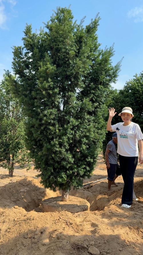 红豆杉造型树:庭院风水与药用兼具的常绿珍品 红豆杉造型树:庭院风水与药用兼具的常绿珍品