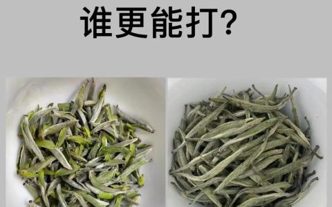 白茶茶树品种对比：福鼎大白茶、福鼎大毫茶与政和大白茶