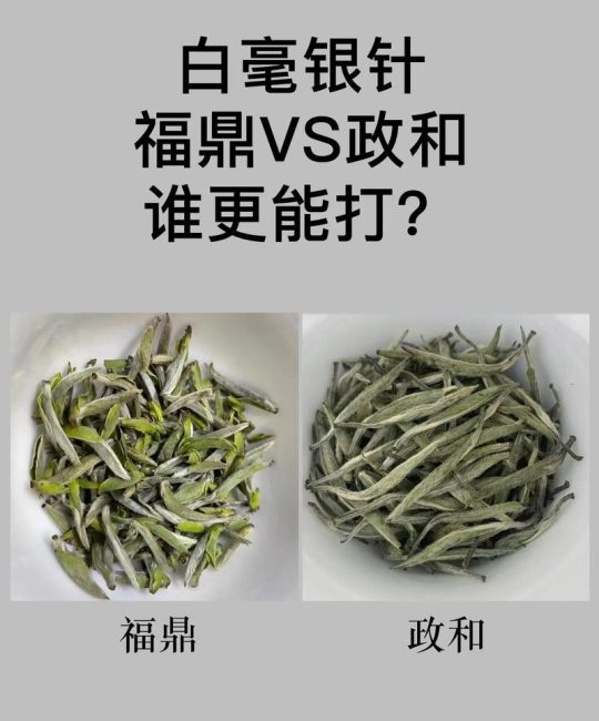 白茶茶树品种对比：福鼎大白茶、福鼎大毫茶与政和大白茶
