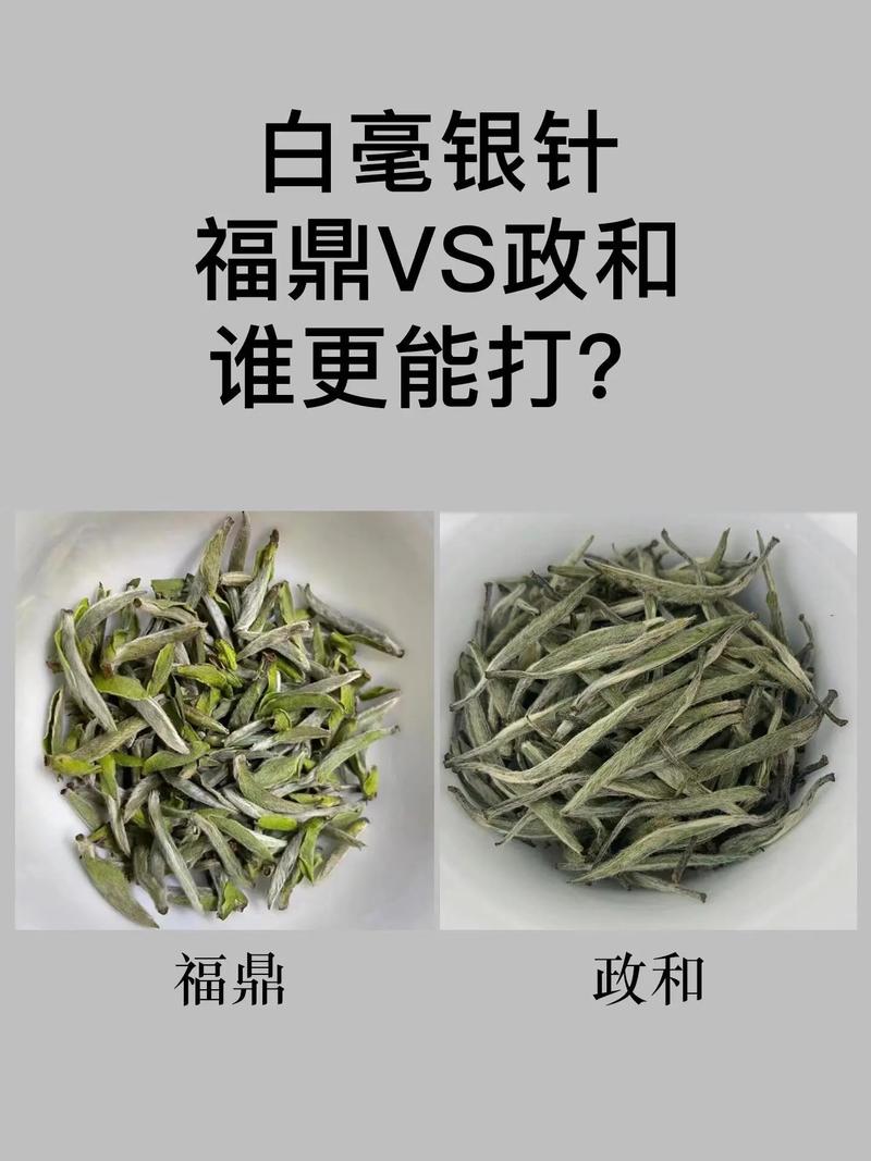白茶茶树品种对比:福鼎大白茶、福鼎大毫茶与政和大白茶 一、六维对比总览