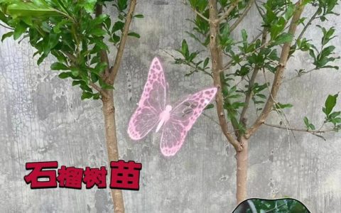 石榴小苗造型三步走：定干、拉枝与修剪，成型快且结果早