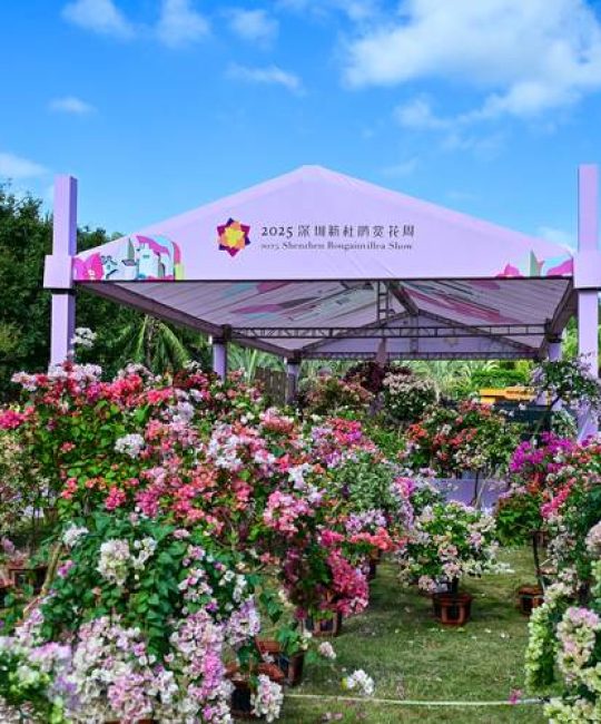 深圳国际园林花卉博览园免费吗？2025年最新门票政策与游览全攻略