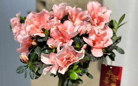 杜鹃花适合什么花盆？选对花盆，花开更艳