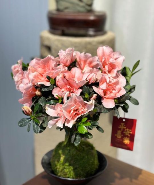 杜鹃花适合什么花盆？选对花盆，花开更艳