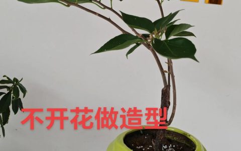 三角梅长枝条怎么修剪？家庭养护全指南，轻松爆盆
