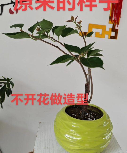 三角梅长枝条怎么修剪？家庭养护全指南，轻松爆盆