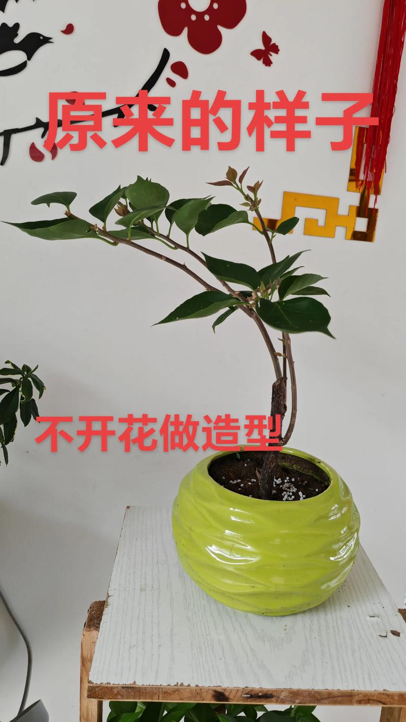 三角梅长枝条怎么修剪？家庭养护全指南，轻松爆盆
