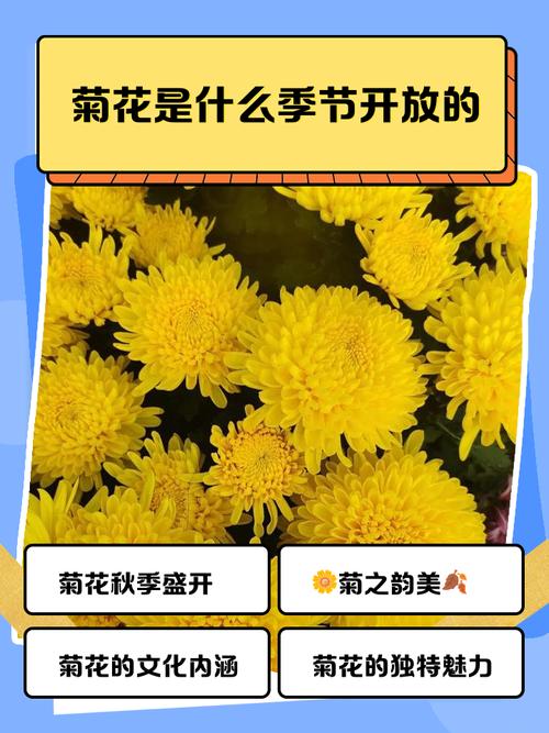 菊花是在哪个季节开放的?菊花花期与养护全指南 越冬与越夏管理