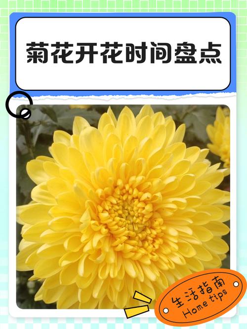 菊花是在哪个季节开放的?菊花花期与养护全指南 常见误区与纠正
