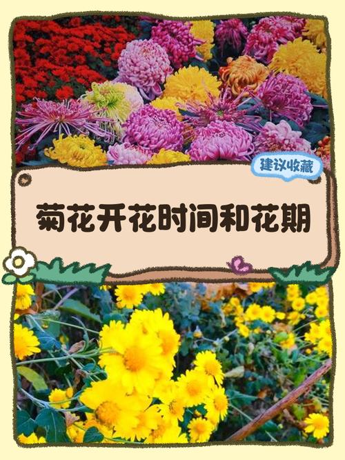 菊花是在哪个季节开放的?菊花花期与养护全指南 FAQ