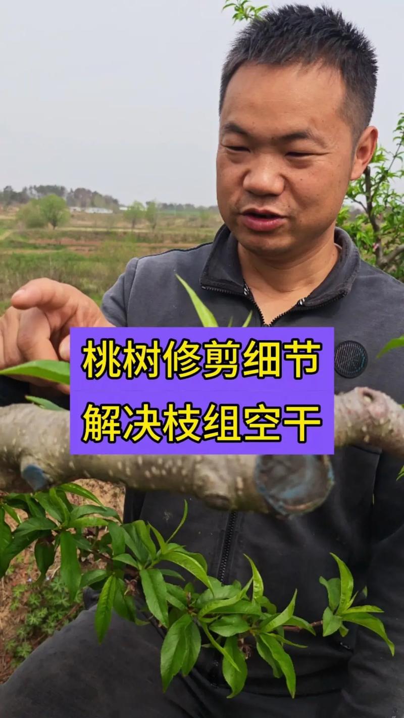桃树夏季修剪的正确方法:如何通过修剪实现高产与优质 桃树夏季修剪的正确方法:如何通过修剪实现高产与优质