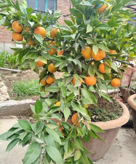 柑橘苗什么好？新手种植首选嫁接苗，选对品种与优质苗木是关键