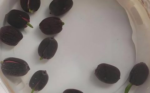 网上买的花种子要泡水吗？一文讲清浸种催芽的讲究与误区