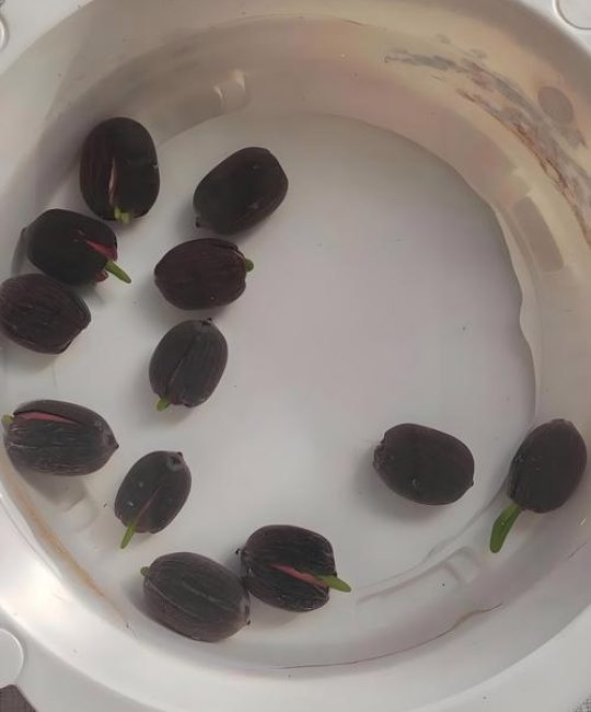 网上买的花种子要泡水吗？一文讲清浸种催芽的讲究与误区