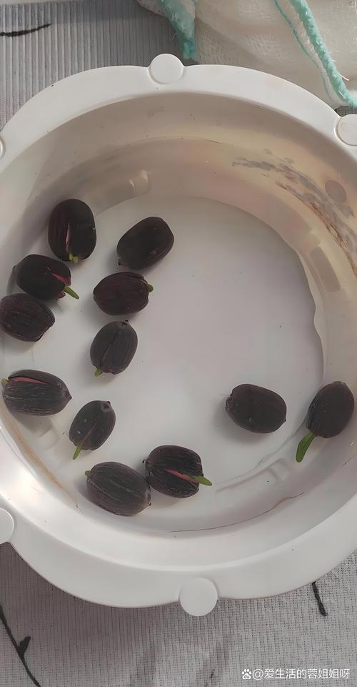 网上买的花种子要泡水吗？一文讲清浸种催芽的讲究与误区